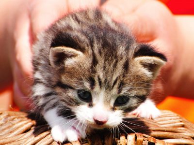 Katzenbaby_opt Katzenbaby_opt