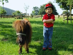 Westerheide_Pony_opt