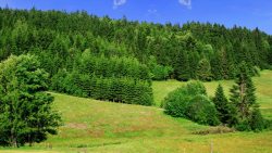 Oberpfälzer Wald