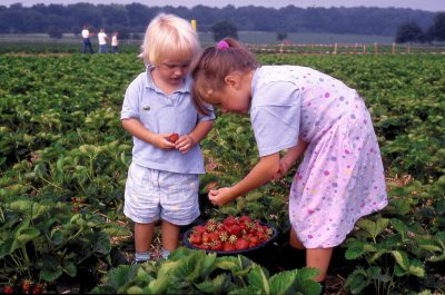erdbeerplantage_simon-pms_lag-by (&copy; LAG Bayern : LAG Bayern )