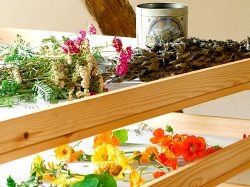 Kräuter trocknen Kr�uter sind die Basis f�r Arznei, Tee, Lik�re, eine lecker-abwechslungsreiche K�che, Badezus�tze, Cremes und Duft�le