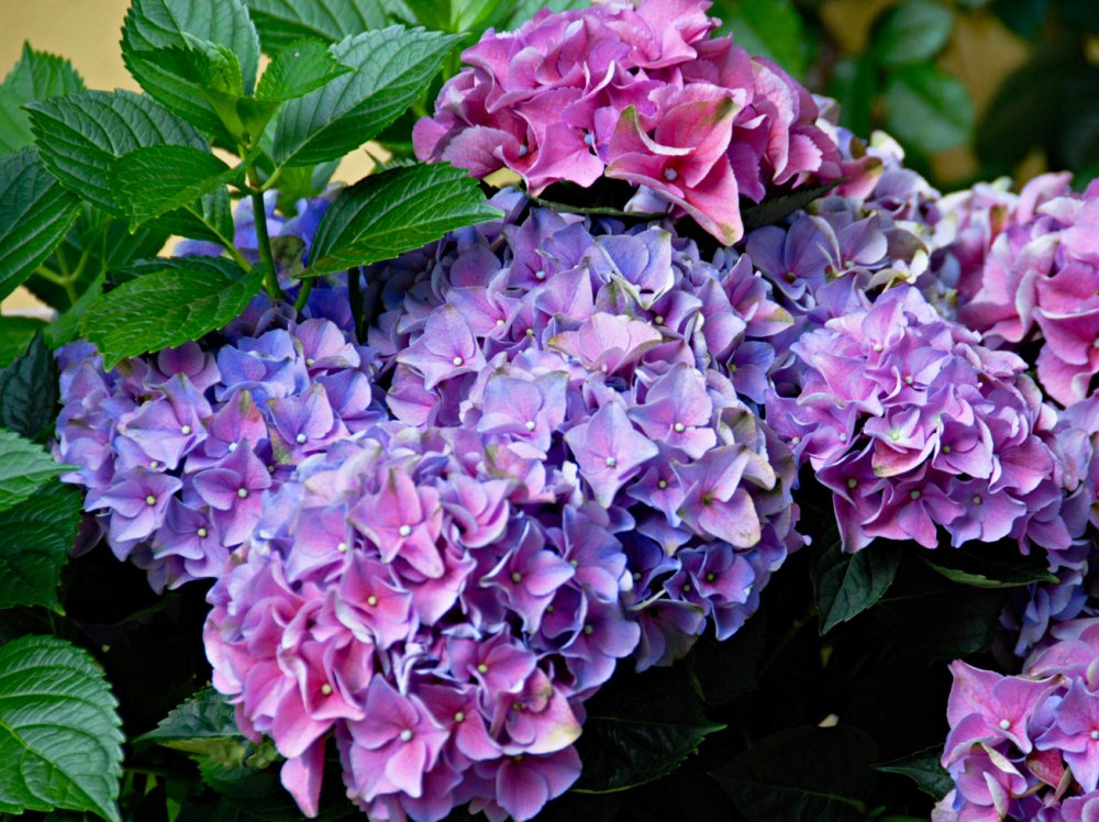 Hortensie auf dem Bauernhof (&copy; LAG RP )