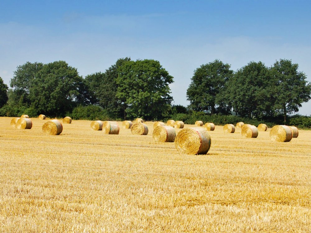 Strohballen auf dem Feld (&copy; LAG NW : Renate Carstens )
