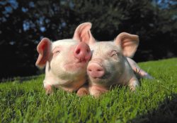 Zwei_kleine_Ferkel