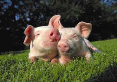 Zwei_kleine_Ferkel Zwei_kleine_Ferkel
