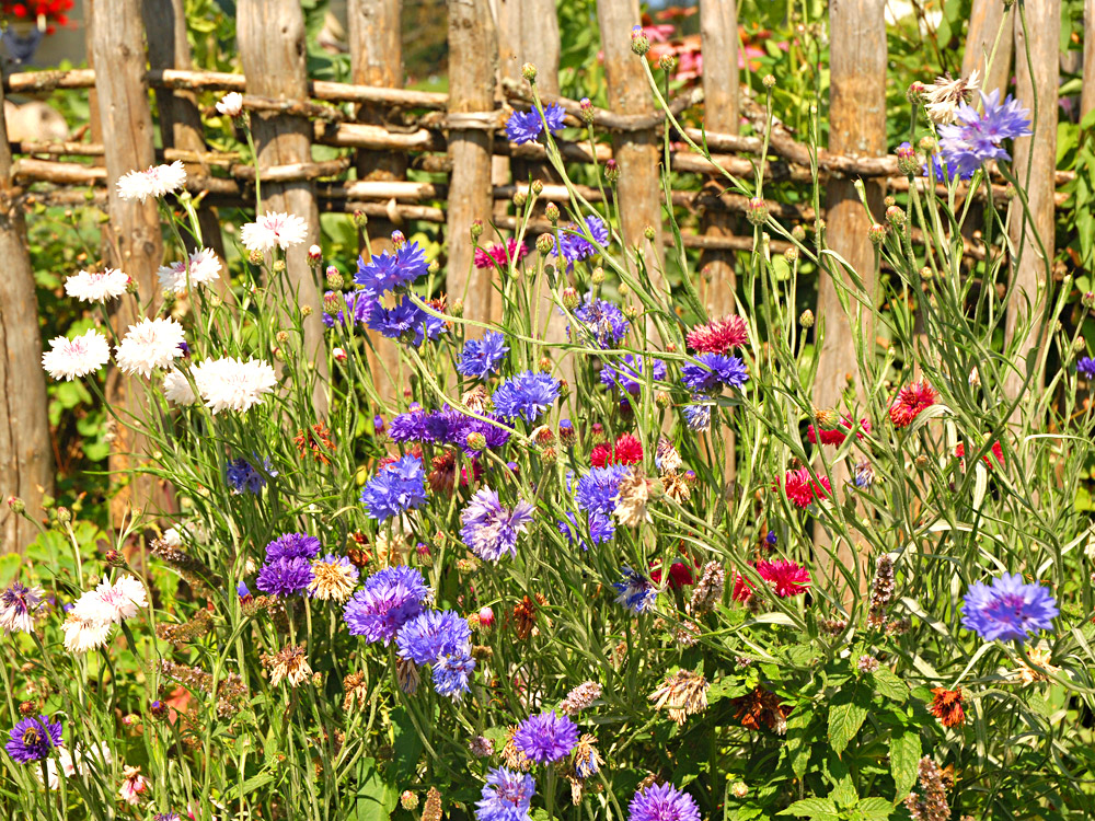 Blumen im Bauerngarten (&copy; LAG Baden-Württemberg : Thomas Gretler )