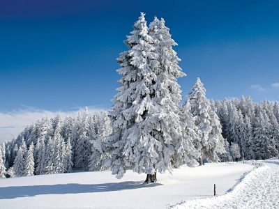 Schneebericht Feldberg (Liftverbund): Schneehöhen und Schneelage ...