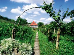Idylle am Weinberg