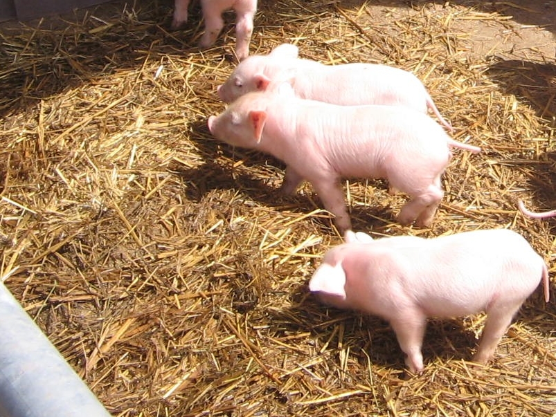 biohof_ebsen_sau_ferkel_ausschnitt_803x603131959