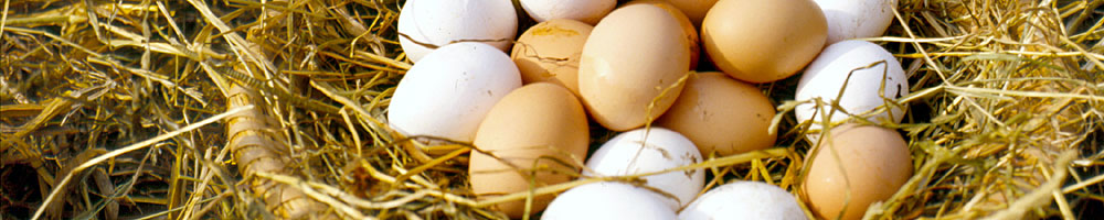 huhn-mit-eiern_s (&copy; LAG Thüringen : Barbara Neumann )