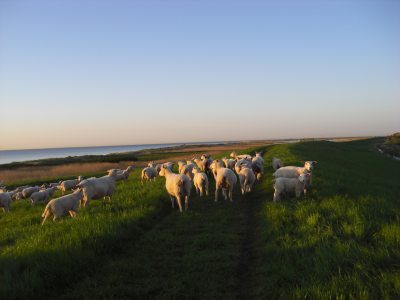 Schafe_Naturstrand