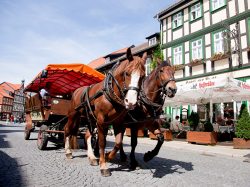 Kremserfahrt in der bunten Stadt am Harz - Wernigerode