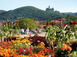 Bürgerpark in Wernigerode - der Bunten Stadt am Harz