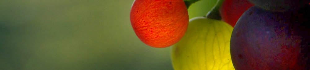 weintraubenimlicht_ausschnitt_1010x230