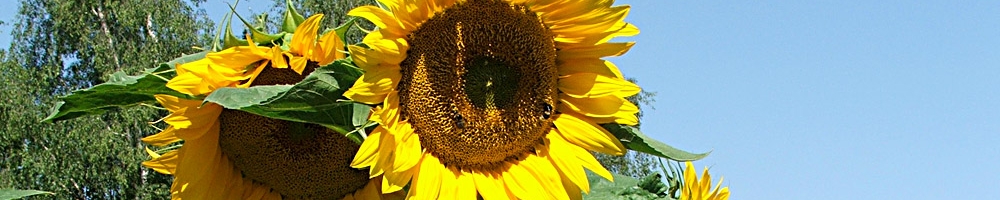 Sonnenblumen (&copy; LAG Thüringen )