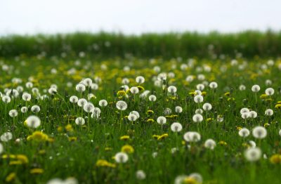Frühlingswiese