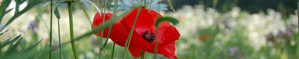 Mohn (&copy; LAG NW Renate Carstens )