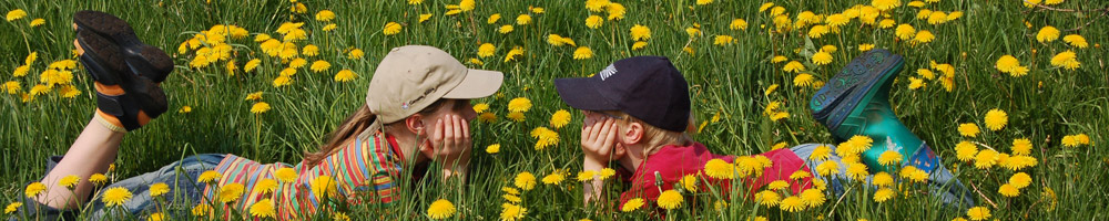 Löwenzahn (&copy; LAG NW Renate Carstens )