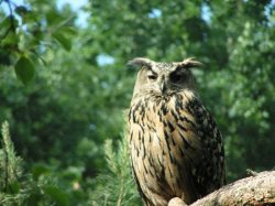 Jagen & Tierbeobachtung