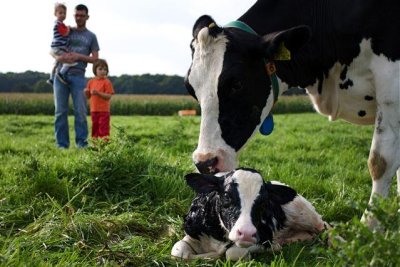 Kalb_geboren_Letsch Kalb_geboren_Letsch