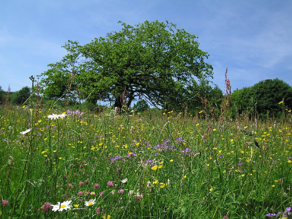 Blumenwiese