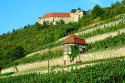 Weinberg mit Neuenburg in Freyburg/Unstrut