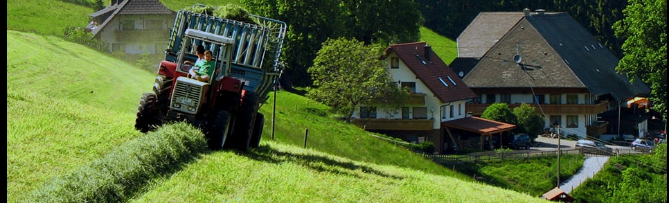 Heuernte im Schwarzwald