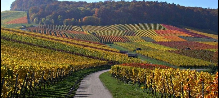 Weinberge im Zabergäu (&copy; Touristikgemeinschaft HeilbronnerLand e.V. )