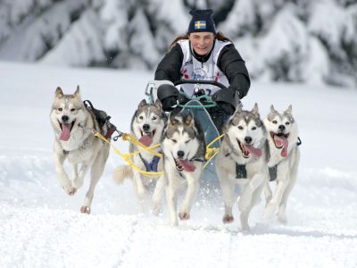 Schlittenhunderennen (© Thüringer Tourismus GmbH : André Regenspurger ) Schlittenhunderennen (© Thüringer Tourismus GmbH : André Regenspurger )