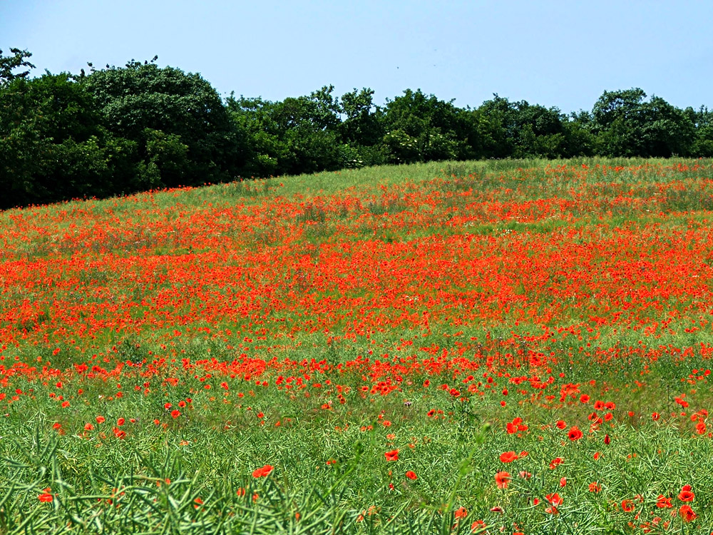 Mohnfeld (&copy; LAG Thüringen )