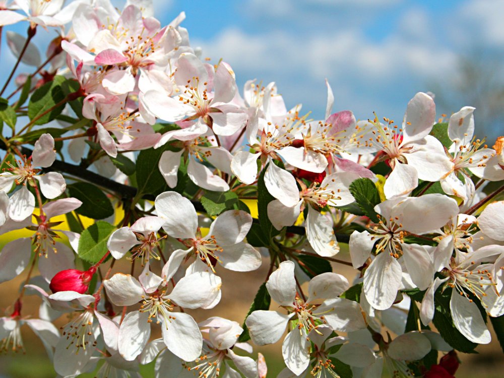 Obstbaum Blüten