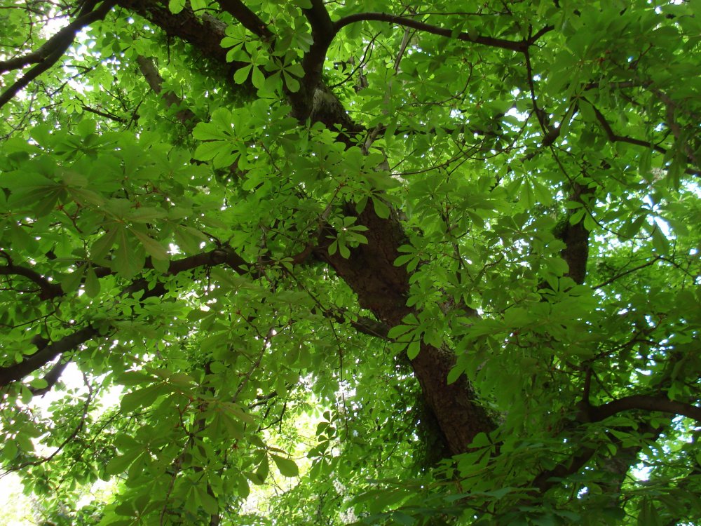 Kastanienbaum (&copy; LANDURLAUB M-V : Monika Hoffmann )