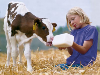 Junge mit Kälbchen (&copy; LAG Thüringen : Barbara Neumann )