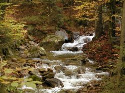 nationalpark_bayerischer_wald