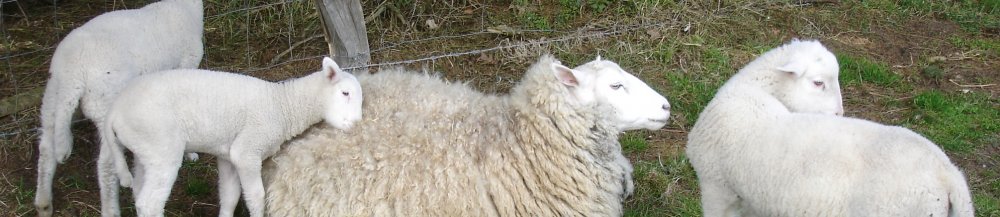 Lammfamilie (&copy; LAG NW : Steffi Fuhr )