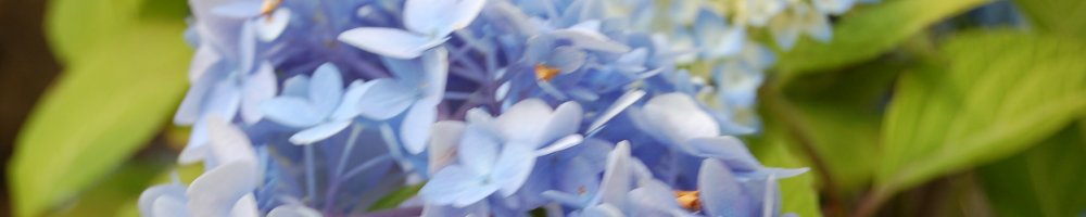 Hortensie (&copy; LAG NW : Renate Carstens )