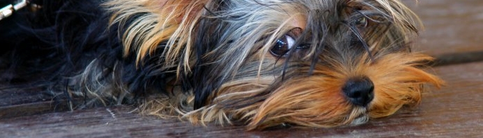 Hund © Alen Yakusheva, Fotolia (&copy; Fotolia : Alen Yakusheva )
