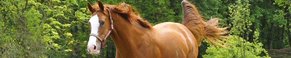 Pferd im Galopp (&copy; LAG Thüringen : Barbara Neumann )