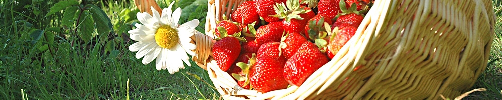 Erdbeeren im Korb (&copy; iStockphoto.com : Olga Drozdova )