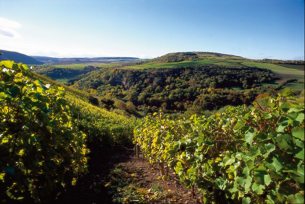 Weinberg in Rheinland-Pfalz (&copy; Weinland Nahe e.V. )