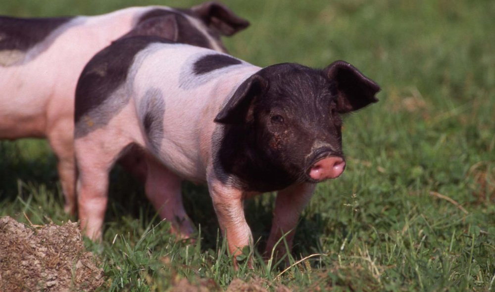 Ferkel auf der Wiese