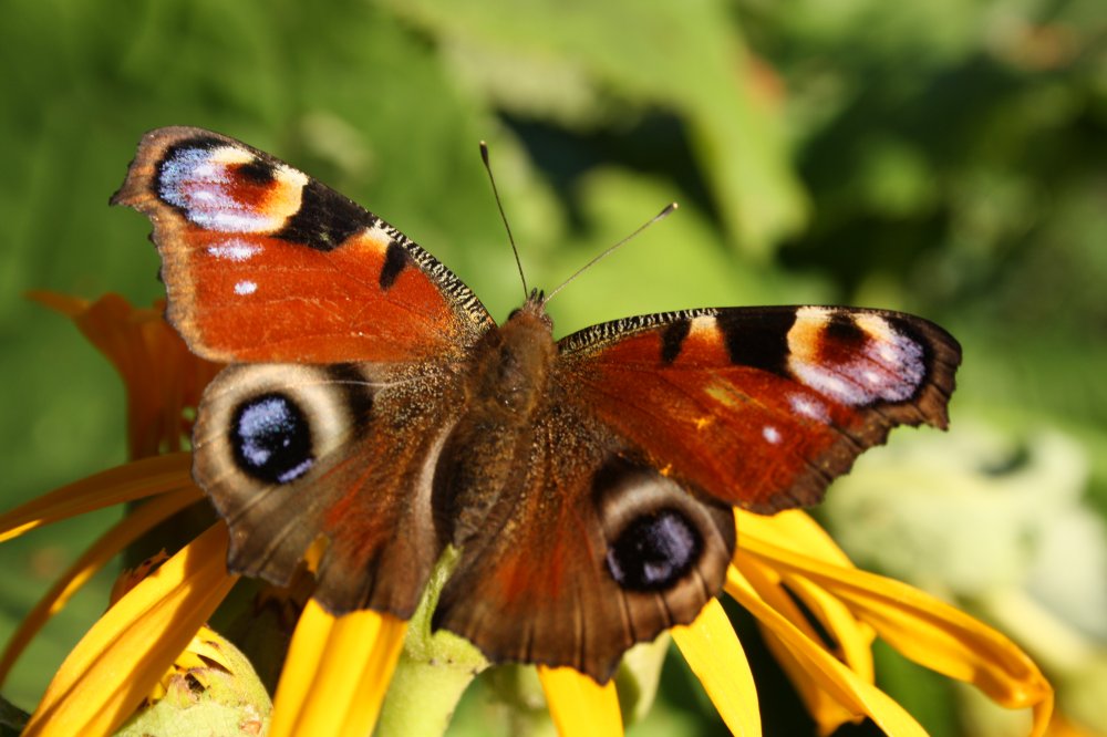 Schmetterling auf Blume (&copy; LAG Sachsen : Torsten Holzkamp )