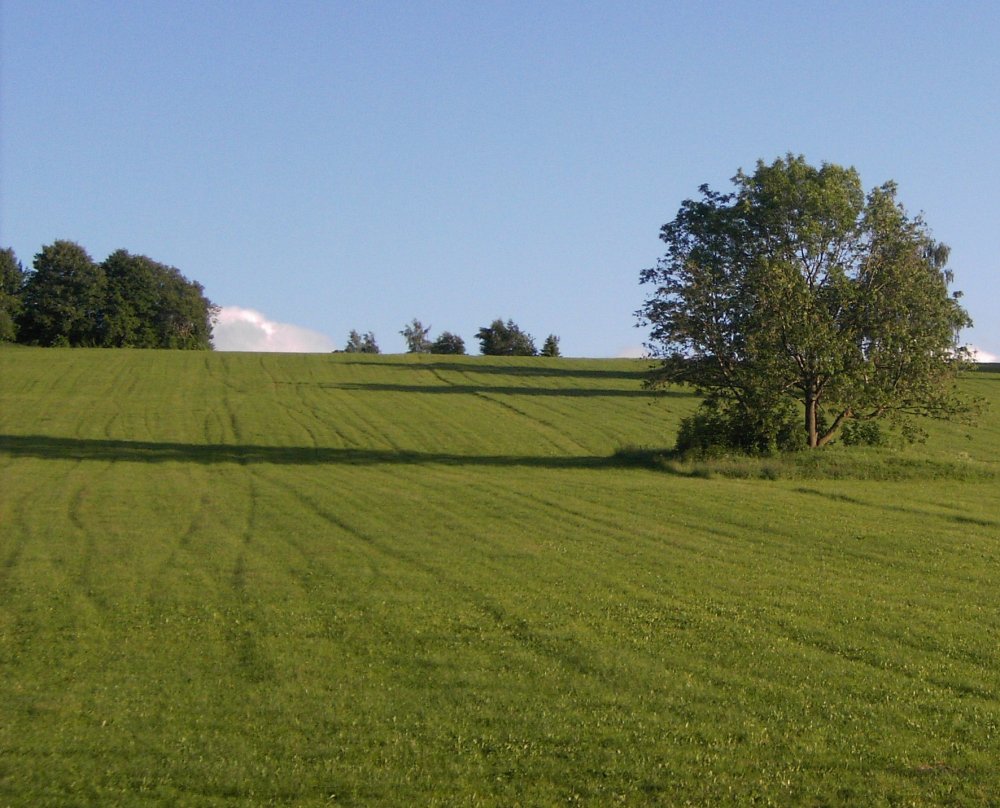 Wiese in Zöblitz (&copy; LAG Sachsen : Torsten Holzkamp )