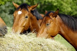 Reiten