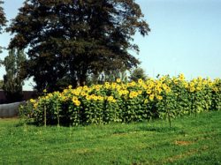 Biohof
