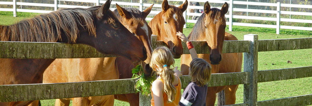 header_pferde_kinder