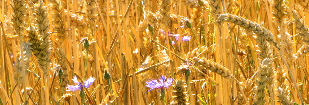 header_kornblume