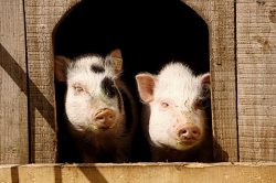 Schweine (&copy; LAG Sachsen : Ferienhof Kaltofen )