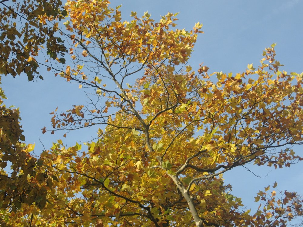Herbstfoto