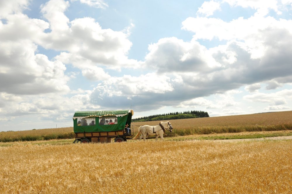 Kutschfahrt-durchs-Getreide (&copy; Susanne Mölle )